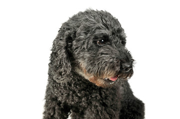 Portrait of an adorable pumi looking down curiously - isolated on white background