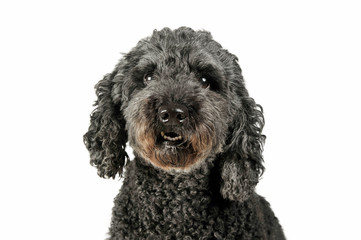 Portrait of an adorable pumi looking curiously at the camera - isolated on white background