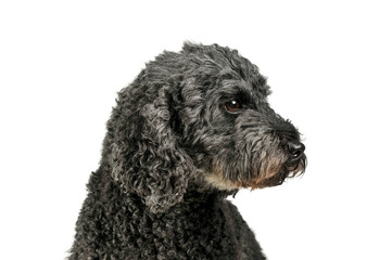 Portrait of an adorable pumi looking curiously - isolated on white background