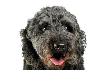 Portrait of an adorable pumi looking curiously at the camera - isolated on white background