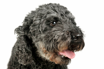 Portrait of an adorable pumi looking satisfied - isolated on white background