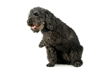Studio shot of an adorable pumi sitting and lifting her front leg