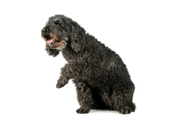Studio shot of an adorable pumi sitting and lifting her front leg