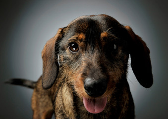 Portrait of an adorable wire-haired Dachshund looking curiously at the camera