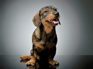 Studio shot of an adorable wire-haired Dachshund sitting and looking satisfied