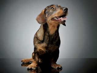 Studio shot of an adorable wire-haired Dachshund sitting and looking up curiously