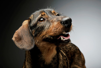 Portrait of an adorable wire-haired Dachshund looking up curiously