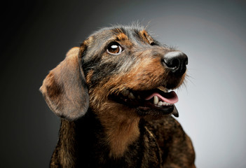 Portrait of an adorable wire-haired Dachshund looking up curiously