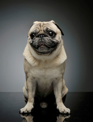 Studio shot of an adorable Pug sitting and looking scared - isolated on grey background