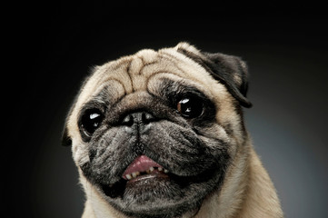 Portrait of an adorable Pug looking curiously at the camera - isolated on grey background.