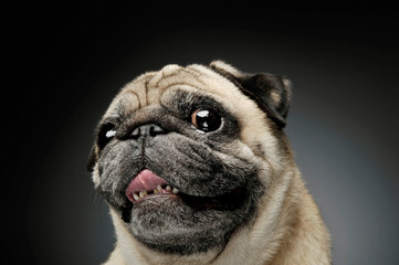 Portrait of an adorable Pug looking curiously at the camera - isolated on grey background.