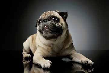 Obraz premium Studio shot of an adorable Pug lying and looking curiously at the camera - isolated on grey background