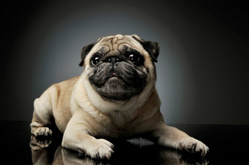 Studio shot of an adorable Pug lying and looking curiously at the camera - isolated on grey background