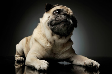 Studio shot of an adorable Pug lying and looking up curiously - isolated on grey background