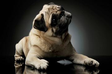 Studio shot of an adorable Pug lying and looking up curiously - isolated on grey background
