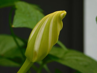 Moonflower Bud