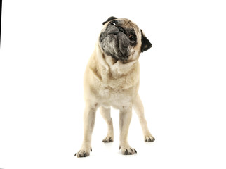 Studio shot of an adorable Pug standing and looking up curiously - isolated on white background