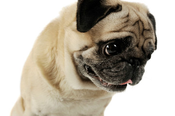 Portrait of an adorable Pug looking sad - studio shot, isolated on white background