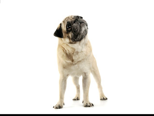 Obraz premium Studio shot of an adorable Pug standing and looking up curiously - isolated on white background