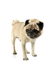 Studio shot of an adorable Pug standing and looking scared - isolated on white background