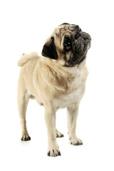 Obraz premium Studio shot of an adorable Pug standing and looking up curiously - isolated on white background