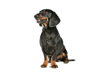 Studio shot of an adorable black and tan short haired Dachshund sitting and looking curiously