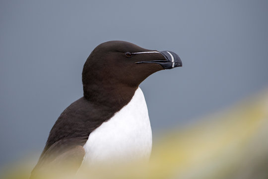 Scotland, Isle of May, portrait of Razorbill