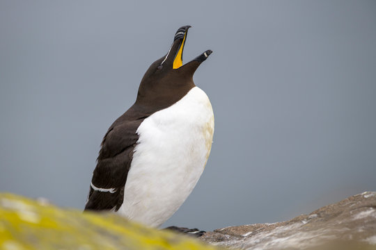 Scotland, Isle of May, Razorbill with open beak