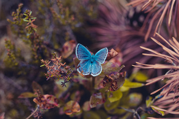 Fototapeta na wymiar blue winged butterfly