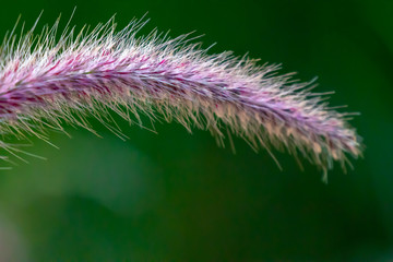 Farbenfrohe Pfalnzenwelt in einer Sommerlandschaft