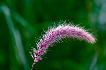 Farbenfrohe Pfalnzenwelt in einer Sommerlandschaft