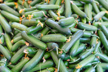 ripe cucumbers on full frame