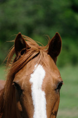 Fototapeta premium Quarter horse mare looking at camera close up for equine portrait.