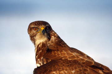 The common buzzard (Buteo buteo), portrait.