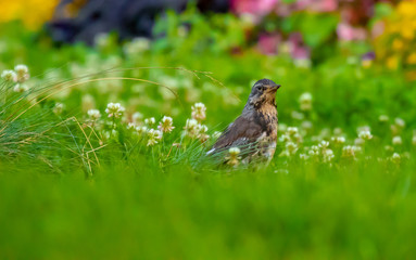 Farbenfrohe Pfalnzenwelt in einer Sommerlandschaft