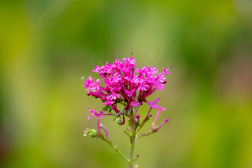 Farbenfrohe Pfalnzenwelt in einer Sommerlandschaft