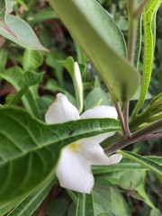 Fototapeta premium lily of the valley