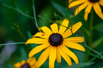 Farbenfrohe Pfalnzenwelt in einer Sommerlandschaft