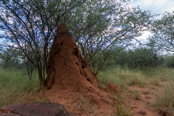 Termitenbau Namibia