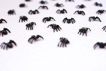 Halloween spiders walking on a white background