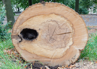 Cut tree stump oak trunk old timber