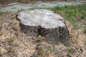 Obraz premium Cut tree stump oak trunk old timber