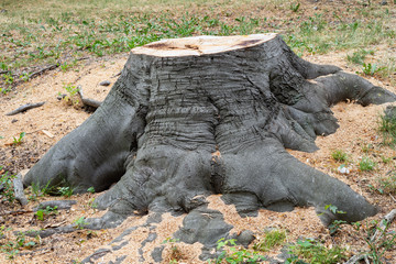 Cut tree stump oak trunk old timber