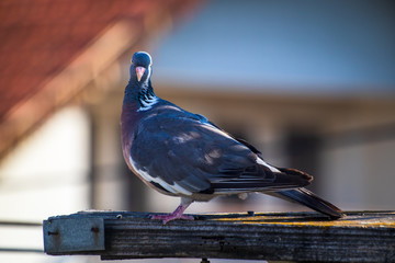 Grey pigeon standing on wooden post with blurred background