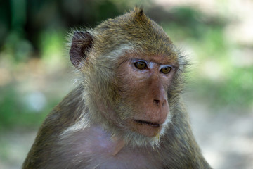 monkey from Thailand. As a monkey sitting in park.Close up at her face.