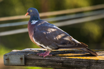 Grey pigeon standing on wooden post with blurred background