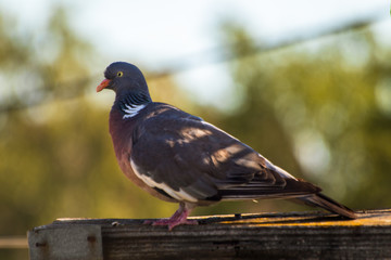 Grey pigeon standing on wooden post with blurred background