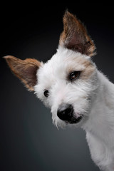 Portrait of an adorable terrier puppy looking curiously at the camera - isolated on grey background