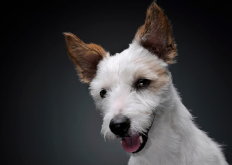 Portrait of an adorable terrier puppy looking satisfied - isolated on grey background