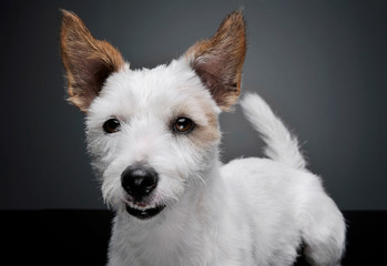 Portrait of an adorable terrier puppy looking curiously at the camera - isolated on grey background.